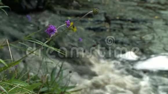 紫莲花在溪前视频的预览图