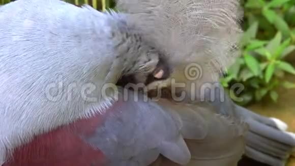 鸟的头在啄它的羽毛视频的预览图