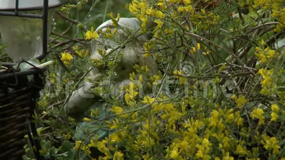 黄色花朵后面的花园侏儒视频的预览图