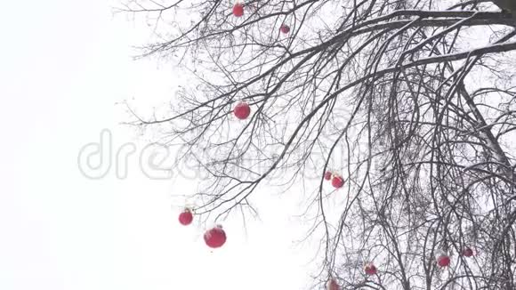 树上装饰着新年红球顶着天空下雪的天气冬天复制空间视频的预览图