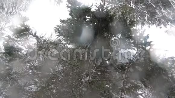 从一棵树到一个镜头的雪瀑视频的预览图