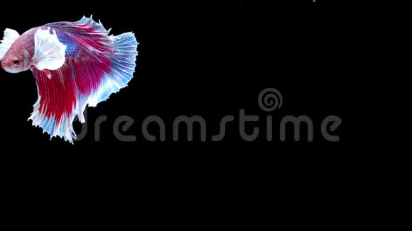 慢动作的暹罗斗鱼贝塔著名的名字是普拉卡特泰国视频的预览图
