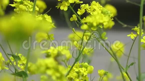 美丽的卡诺拉特写田野里的春天金色的花朵视频的预览图