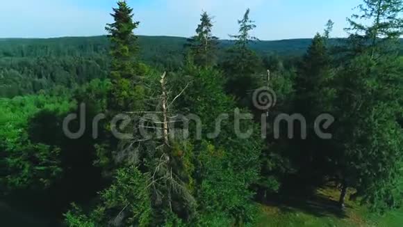 空中观景向松树林和山谷前进夏天有太阳耀斑4K视频的预览图