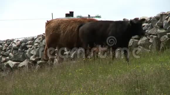 牛吃草当牛犊走开视频的预览图