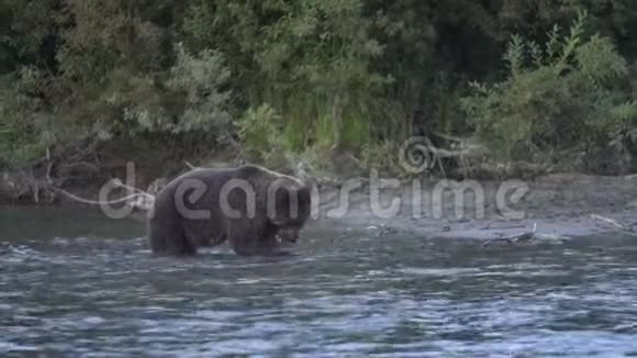 饥饿的棕熊站在水里钓着红鲑鱼视频的预览图