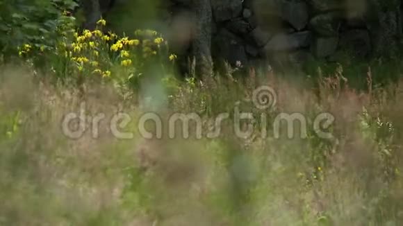 刺桐和黄色野花视频的预览图