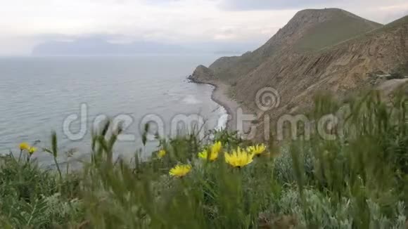 在海边的山腰上黄色的花朵在风中摇曳视频的预览图