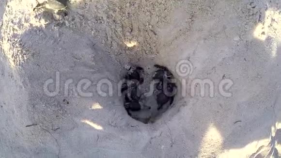 绿海龟在巢里孵化视频的预览图