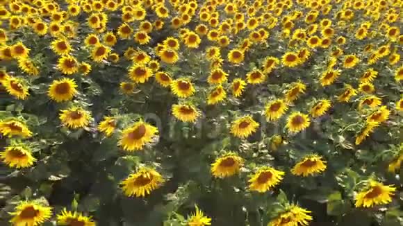 空中拍摄的画面是一片盛开着美丽向日葵的田野视频的预览图