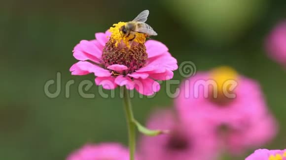 一只蜜蜂在粉红色的花上收集花粉作为蜂蜜线虫被称为普通的线虫或优雅的线虫近距离射击飞行视频的预览图