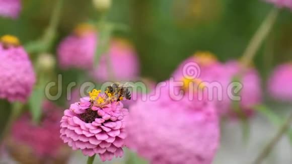 一只蜜蜂在粉红色的花上收集花粉作为蜂蜜线虫被称为普通的线虫或优雅的线虫近距离射击飞行视频的预览图