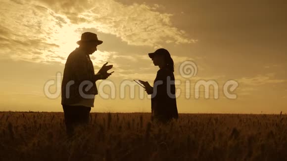 剪影队的农民站在一片麦田里日落时用平板电脑伙伴关系概念视频的预览图