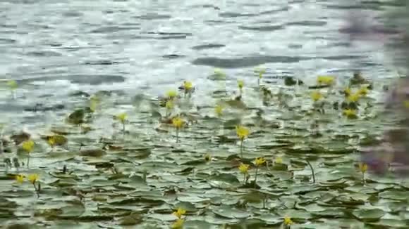 黄色的水在池塘上紫色的野花视频的预览图
