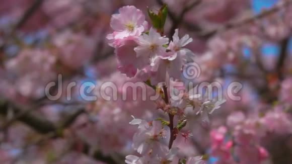樱花的枝条视频的预览图