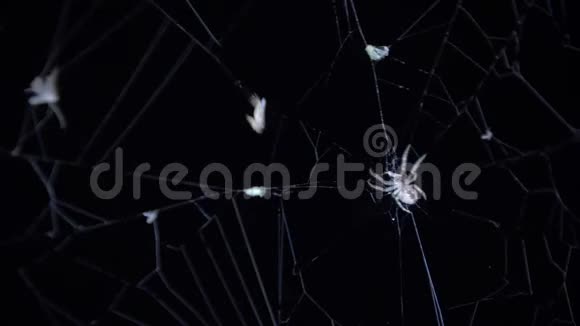 蜘蛛抓住了一只缠在茧里的苍蝇合上一只雌性蜘蛛捕捉猎物用网包裹它视频的预览图