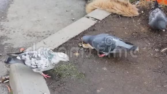 垃圾里的鸽子吃垃圾疾病的视频的预览图