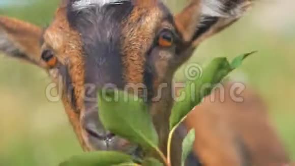 一只山羊棕黑色从一个人手中吃掉一片叶子樱桃视频的预览图