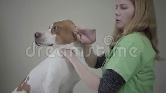 穿绿色制服的年轻女兽医检查有棕色斑点的大指针狗的耳朵抚摸动物视频的预览图