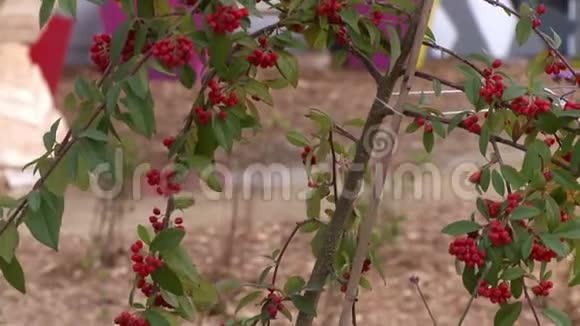 在花园里种浆果的小树视频的预览图