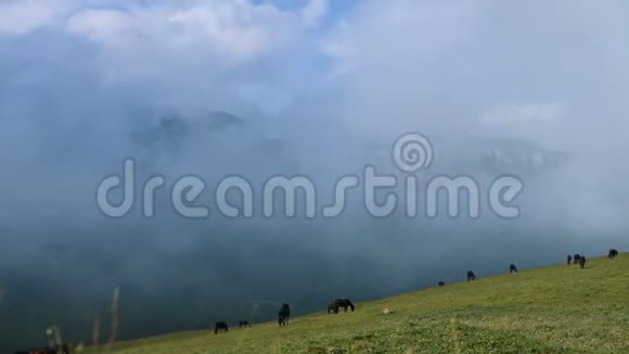 在岩石背景下在低云层的山坡上放牧的一群马的时间推移视频的预览图