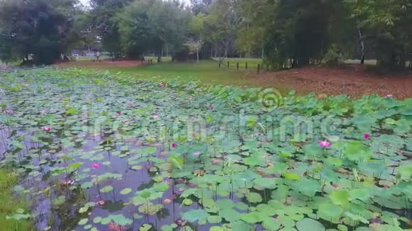 莲花池在关滩马来西亚视频的预览图