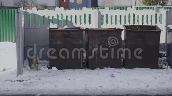 无家可归的狗狗在附近的公共回收站附近的垃圾或垃圾在冬季在住宅区肮脏的垃圾桶视频的预览图