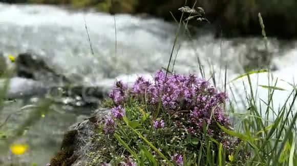 野生百里香草生长在奥地利阿尔卑斯山的Zillertal山谷视频的预览图