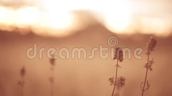温暖的夕阳下秋天的田野里长满了干枯的老野花视频的预览图