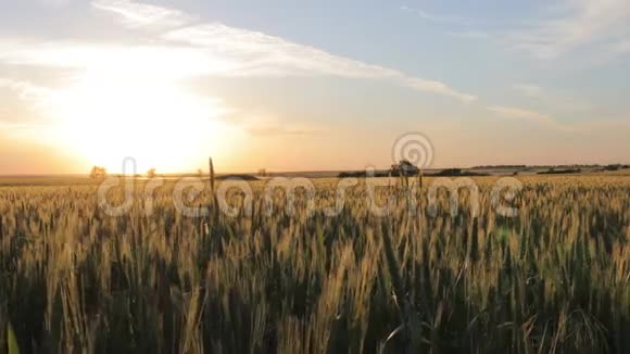 夕阳下的田野上生长着绿色的未成熟的黑麦视频的预览图