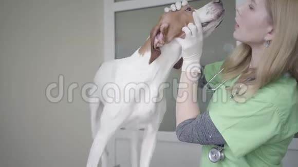 美丽温柔的狗英语指针兽医诊所与伊丽莎白项圈视频的预览图