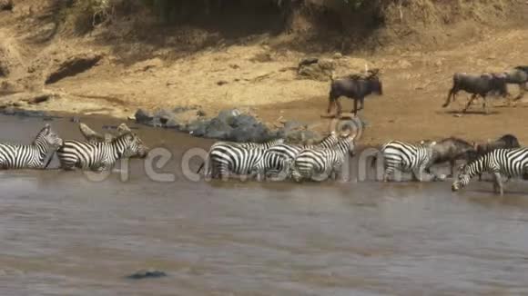 一群斑马群和角马安全地穿过马赛马拉游戏保护区的马拉河视频的预览图