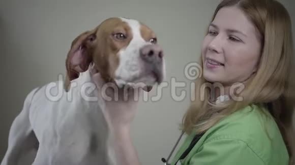 年轻的女兽医穿着绿色制服检查着棕色斑点的大指针狗的脖子动物在摇摆视频的预览图