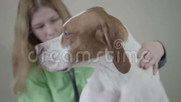 年轻的女兽医医生穿着绿色制服用听诊器检查有棕色斑点的大指针狗视频的预览图