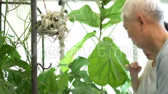 亚洲长者夫妇爱好室内花园植物视频的预览图