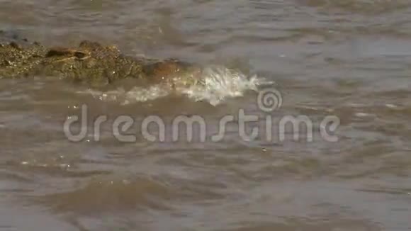 靠近马塞马拉游戏保护区马拉河游泳的鳄鱼的正面景色视频的预览图