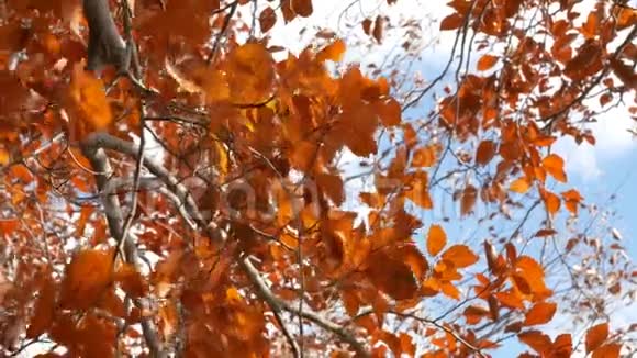 橙色的叶子在风中飘扬蓝天的秋树视频的预览图
