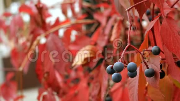 背景红色的秋叶在微风中摇摆以及挂着成熟的浆果特写镜头视频的预览图