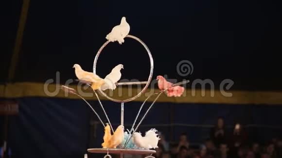 在马戏团表演多种颜色的美丽鸽子背景复制空间视频的预览图