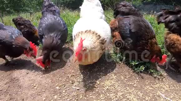 自由活动的母鸡在户外吃谷物白鸡被棕鸡包围农场动物家禽视频的预览图
