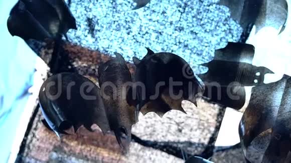 在街上的万圣节庆祝活动中回收塑料蝙蝠的身影视频的预览图