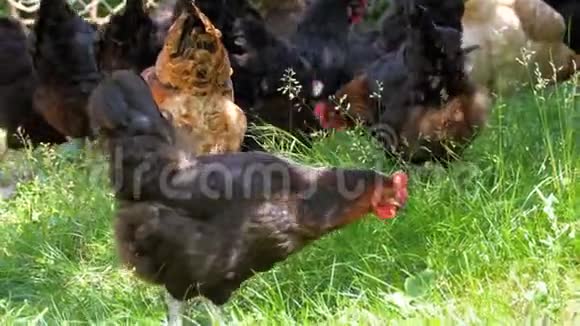 在草甸的亨斯格拉兹鸡场视频的预览图