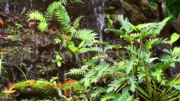 花园装饰瀑布蕨类植物和Monstera植物视频的预览图