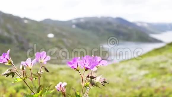 特写一段美丽的粉红色花朵迎风飘扬的画面视频的预览图