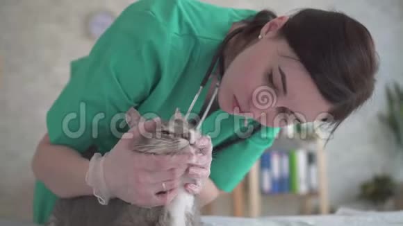 女兽医检查猫牙齿视频的预览图