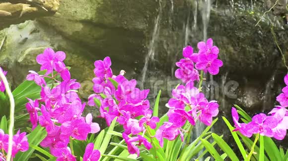 室外粉红色莫卡拉兰花花园白天视频的预览图