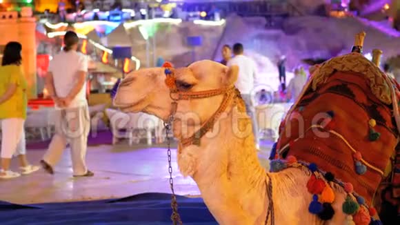 骑着游客的骆驼在旧市场街的夜晚栖息埃及视频的预览图