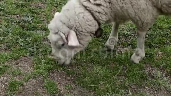 用铃铛把羊头关起来4k视频的预览图