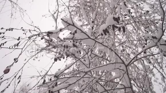 冬天的桦树和雪里的柳絮冬季圣诞公园雪缓慢地落在没有叶子的树枝上视频的预览图