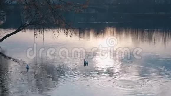 白天日落时天鹅漂浮在水面上拍摄红色4k10位颜色视频的预览图